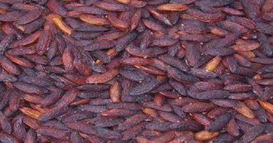 Instituto Venezolano de Investigaciones Científicas planea empoderar socio-económicamente a aripaeños recolectores de fruto de sarrapia