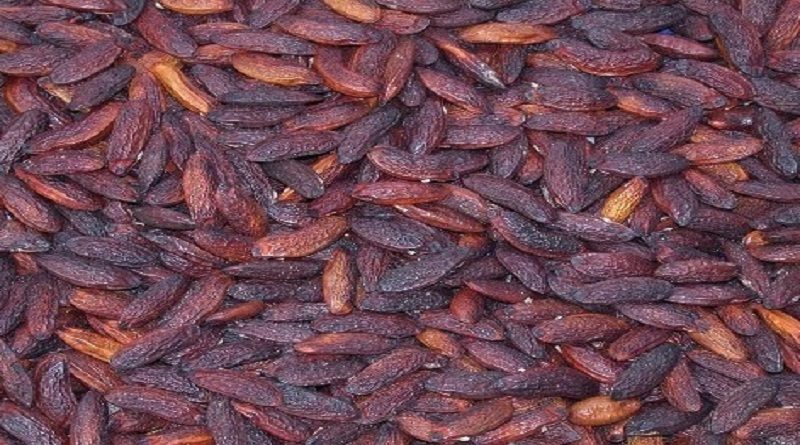 Instituto Venezolano de Investigaciones Científicas planea empoderar socio-económicamente a aripaeños recolectores de fruto de sarrapia