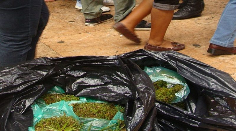Minec inicia campaña para contrarrestar efectos perjudiciales de la compra y venta ilegal del musgo