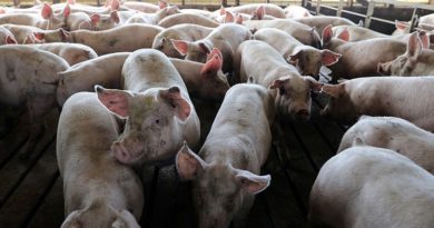Carne de cerdo impulsará el crecimiento de la producción mundial en el 2021