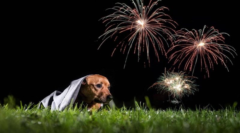 Recomiendan evitar uso de fuegos artificiales en navidad porque causan daños nerviosos en los perros