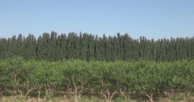 China lleva a cabo la construcción de un acervo genético de semillas agrícolas