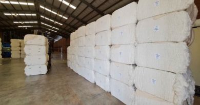 Algodones del Orinoco garantiza materia prima para la producción textil nacional