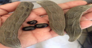 Investigadores venezolanos evalúan potencialidades de la Mucuna pruriens para tratar el párkinson