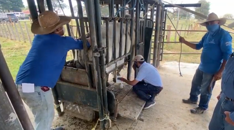 En Hato Matapalos | Corporación Ganadera de Apure provee material de alto nivel genético para inseminaciones de vacas a productores de Venezuela