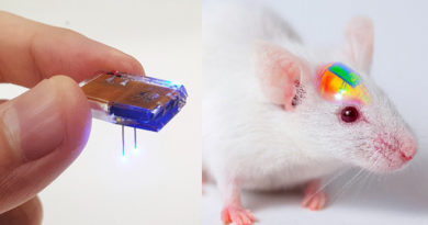 Implantan dispositivo recargable para manipular neuronas en el cerebro de ratones