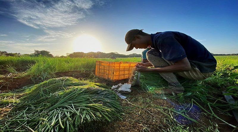 Guárico posee más de 30 mil hectáreas de cultivo de varios rubros alimenticios