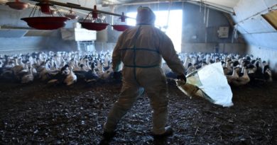 Rusia afirma que detectó primer caso de transmisión de cepa H5N8 de gripe aviar en ser humano