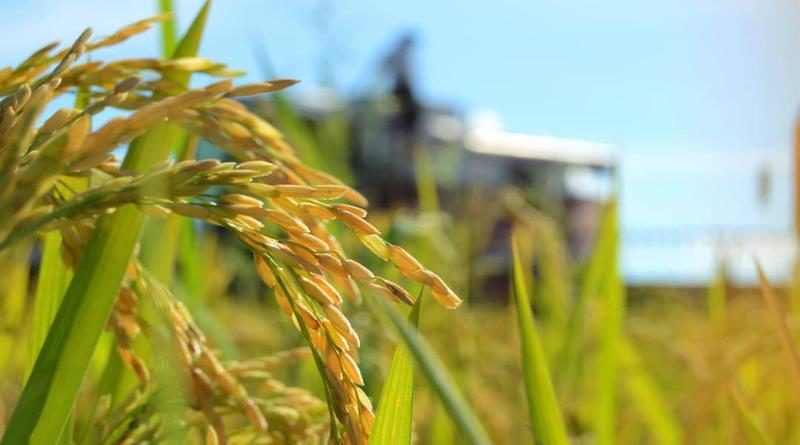 Más de 19 mil 600 hectáreas de arroz se cultivan en Calabozo