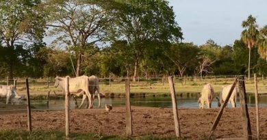 Unidad de producción Mata e Guafa en municipio Santa Rosalía en Portuguesa impulsa alternativas para la alimentación del pueblo