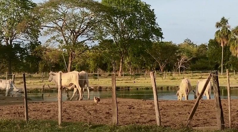 Unidad de producción Mata e Guafa en municipio Santa Rosalía en Portuguesa impulsa alternativas para la alimentación del pueblo