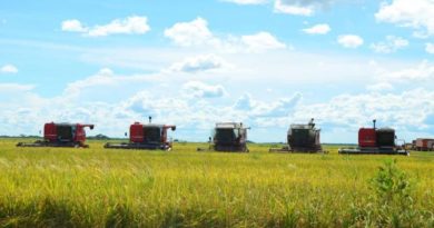 Más de 19 mil 600 hectáreas de arroz se cultivan en Calabozo
