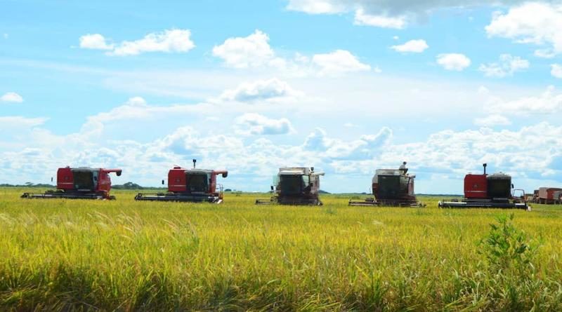 Más de 19 mil 600 hectáreas de arroz se cultivan en Calabozo