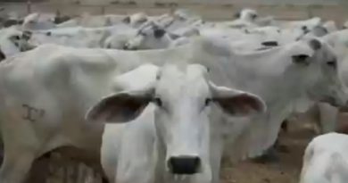 Plan de Inseminación Artificial y Monta Natural en Cojedes incrementa en un 25% la cantidad de rebaño productivo