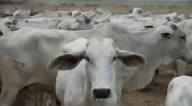 Plan de Inseminación Artificial y Monta Natural en Cojedes incrementa en un 25% la cantidad de rebaño productivo