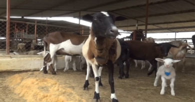 Agropecuaria El Triunfo cuenta con 500 animales para impulsar la producción de ovinos y caprinos