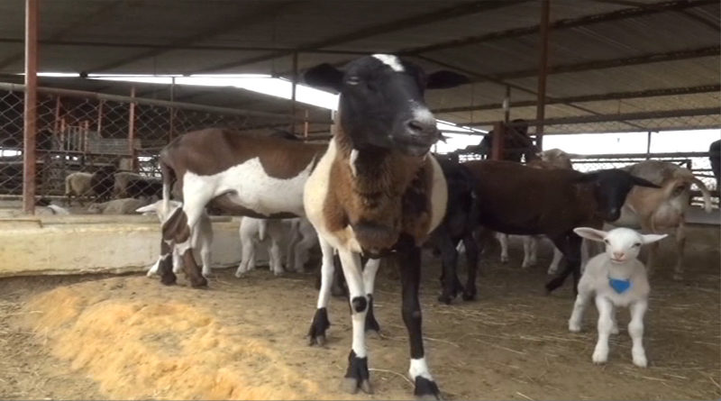 Agropecuaria El Triunfo cuenta con 500 animales para impulsar la producción de ovinos y caprinos