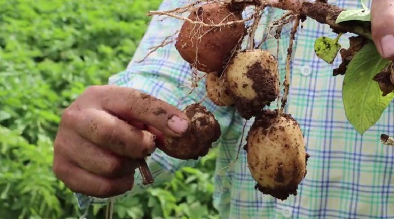 Fundo Agropecuario San Miguel en Aragua produce de 3 a 4 mil kilogramos de papa con el cultivo de semillas pre-básicas