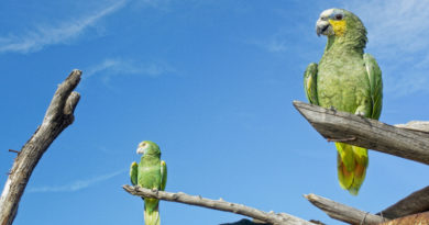 Investigadores venezolanos contribuyen a preservar la vida de aves en peligro de extinción