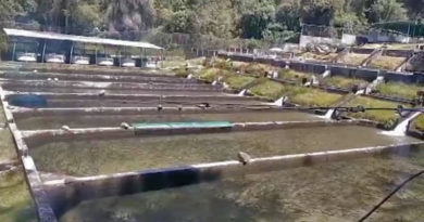 Estación piscícola La Mucuy eleva producción de trucha para alcanzar 50 toneladas