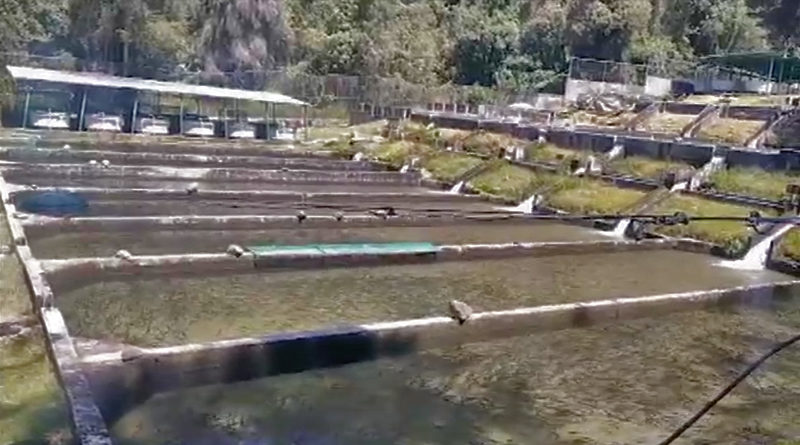 Estación piscícola La Mucuy eleva producción de trucha para alcanzar 50 toneladas