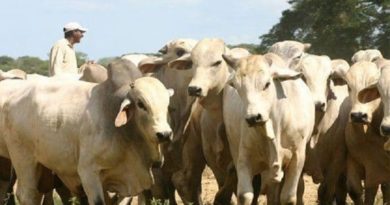 Fundo San Miguel impulsa con la cría de ganado bovino la producción de leche y carne en San Sebastián de Aragua
