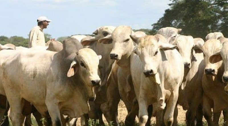 Fundo San Miguel impulsa con la cría de ganado bovino la producción de leche y carne en San Sebastián de Aragua