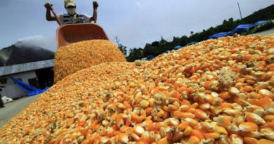 Venezuela registró récord con producción de 1 millón 80 mil sacos de semillas de maíz para impulsar la producción agroalimentaria