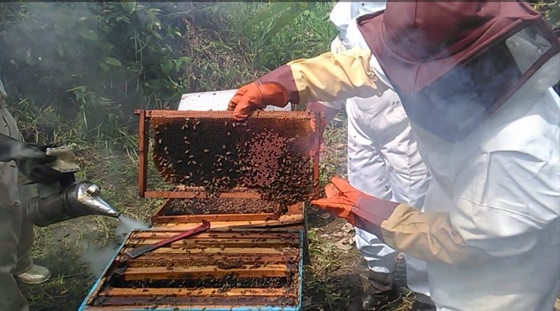 Comunidad barinesa de Balconcito y ACAV consolidan proyecto para aumentar población de abejas y polinizadores
