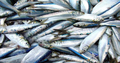 Alimentación garantizada | Min. Pesca y Acuicultura garantiza más 4 millones de kilos de proteínas pesqueras para el pueblo