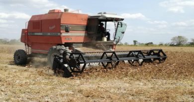 Arranca temporada de cosecha en Frijol Agropecuaria Villa Bruzual en municipio Turén de Portuguesa