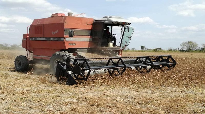 Arranca temporada de cosecha en Frijol Agropecuaria Villa Bruzual en municipio Turén de Portuguesa