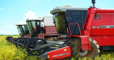 Fuerzas productivas de Guárico destinarán cerca de 100 mil toneladas de arroz a diferentes programas de alimentación