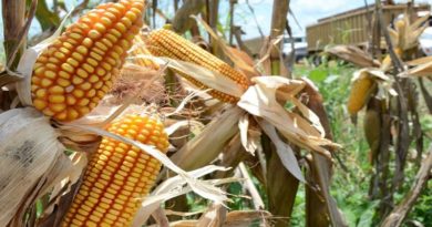 Garantizan insumos para el desarrollo de las actividades agrícolas en Guárico