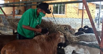 Lara | Agropecuaria “El Triunfo” impulsa producción de más de 400 ovinos y caprinos en municipio Iribarren