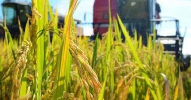 Monagas cuenta con 30 mil hectáreas para la siembra de maíz y arroz