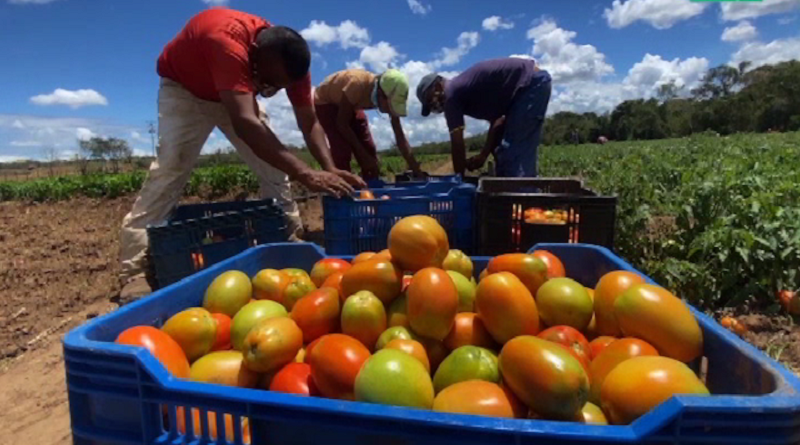 Colmena en Monagas cuenta con una capacidad productiva de 50 mil a 60mil kilos de tomate por hectáreas
