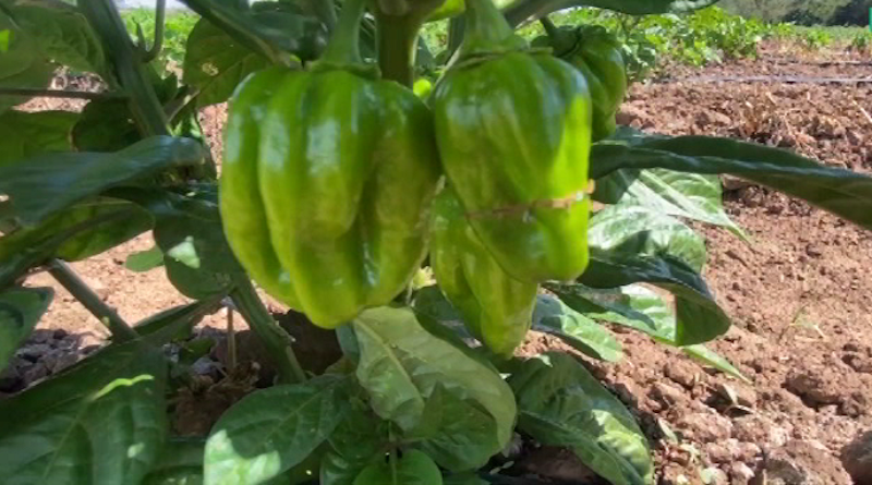 Monagas trabaja en el fortalecimiento de la producción de Maíz y Pimentón