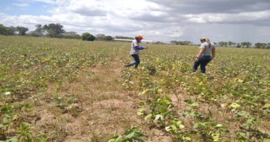 Inicia Plan Cosecha Ciclo Norte Verano con 50 hectáreas de frijol chino en asentamiento campesino “La Doncella” en Cojedes