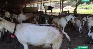 Aprisco Caruao del estado La Guaira posee un rebaño de 100 cabras Alpina y para este 2021 tiene como meta incrementar el lote productivo