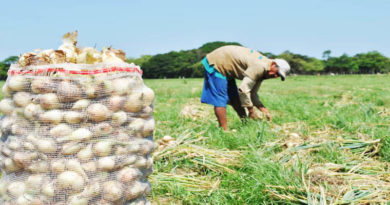 En Guárico garantizan insumos para el desarrollo de actividades agrícolas