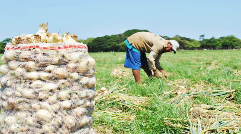 En Guárico garantizan insumos para el desarrollo de actividades agrícolas