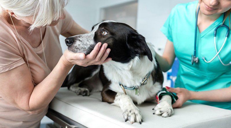 Rusia registra primera vacuna del mundo contra la COVID-19 para animales