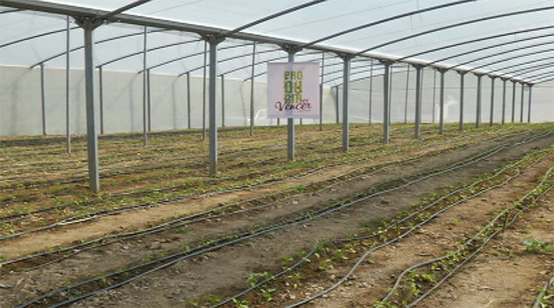 Caracas | Reactivan más de 1.600 metros cuadrados de cultivo en el Espacio de Referencia Agrourbano "El Naranjal" del Junquito para la producción de alimentos
