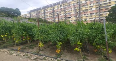 Venezuela ha desarrollado 17.229 hectáreas de tierra cultivada produciendo 1.378.320 toneladas de rubros anuales