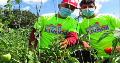 Brigadas de Chamba Juvenil producen al menos 150 mil kilogramos de tomate en Lara