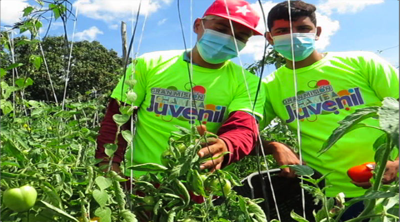 Brigadas de Chamba Juvenil producen al menos 150 mil kilogramos de tomate en Lara