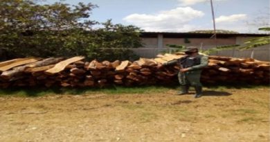 GNB incauta más de 340 estantillos de madera en labores de patrullaje en Lara y Barinas