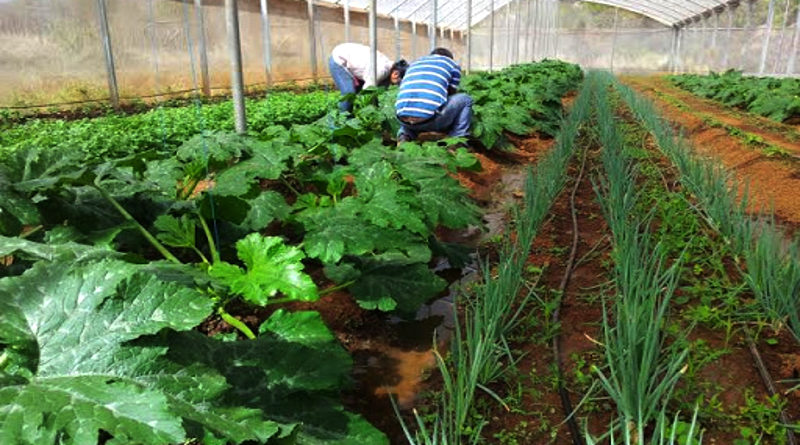 Comuneros recibieron semillas para la activación de patios productivos en Mérida