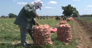 Guárico | Inicia cosecha de cebolla en Fundo “Lara Pinta” para lograr 40 millones de kilogramos destinados al pueblo